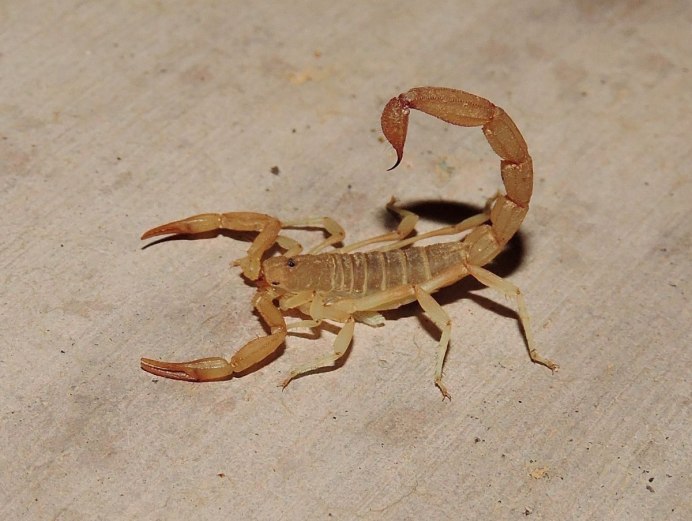 Imperial Scorpion