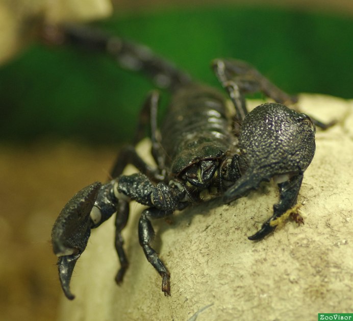 Heterometrus spinifer l2