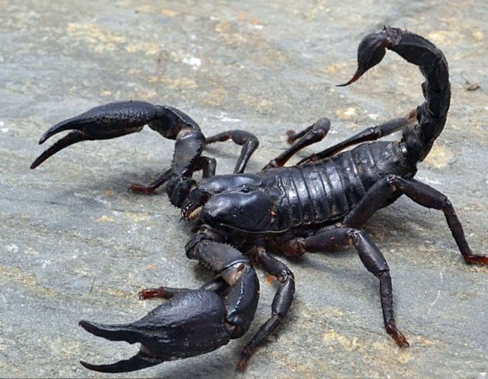 Императорский Скорпион (Pandinus Imperator)