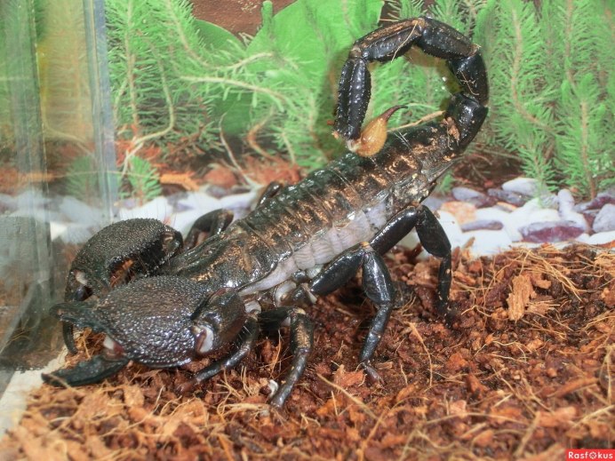 Heterometrus petersii