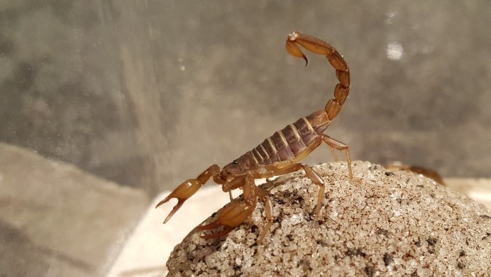 Paruroctonus Boreus