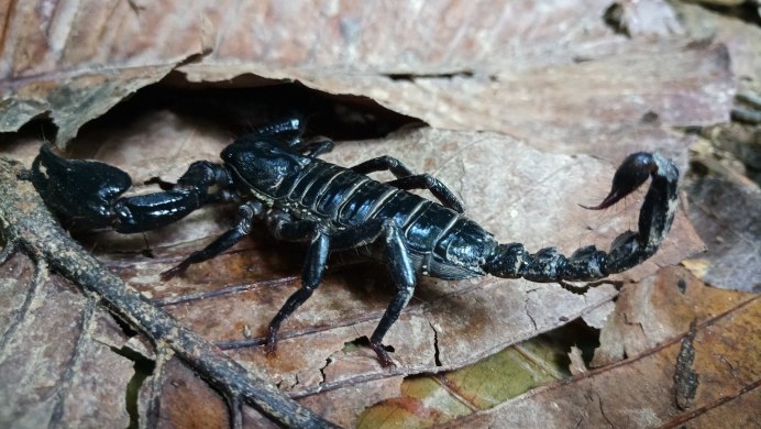 Heterometrus cyaneus