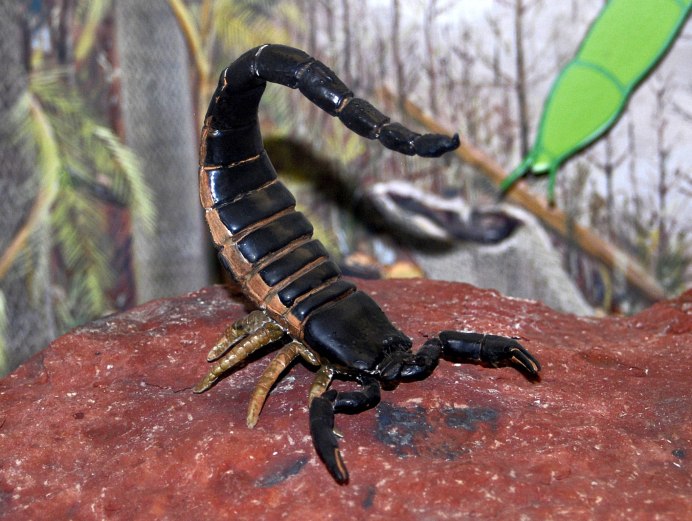Ашкьюди Scorpione