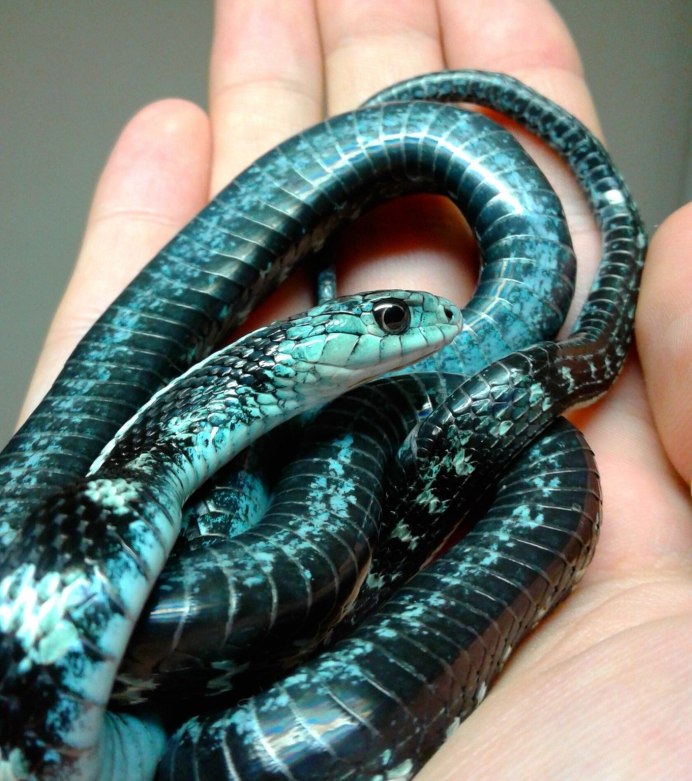 Муссурана змея