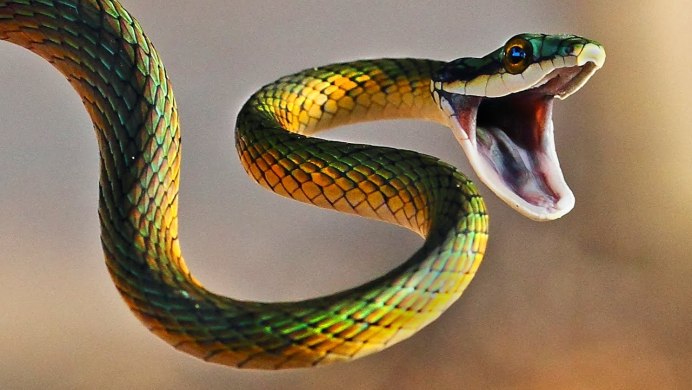 Trimeresurus Salazar змея