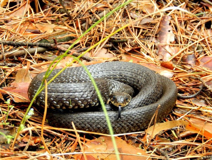 Скарапея змея