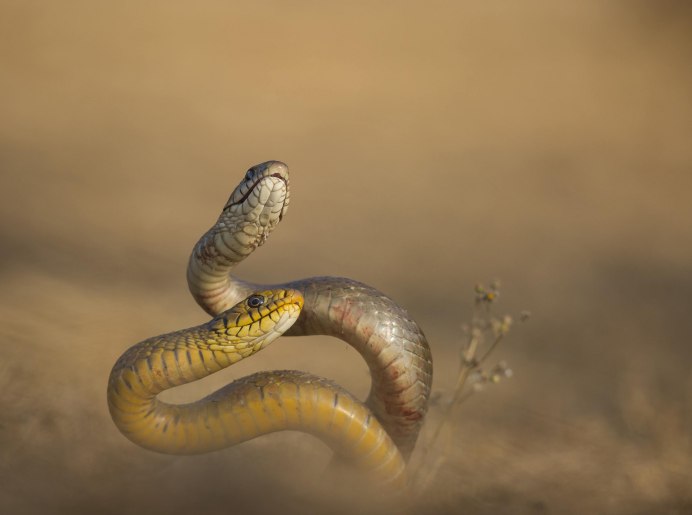 Голубая куфия змея