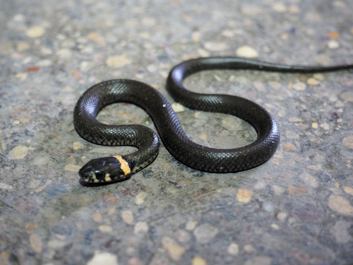 Ядовитых змей