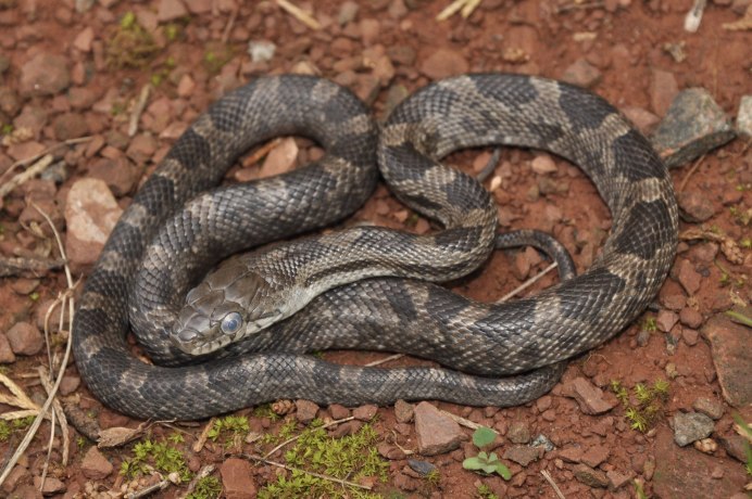 Браслет змея Kenneth Jay Lane