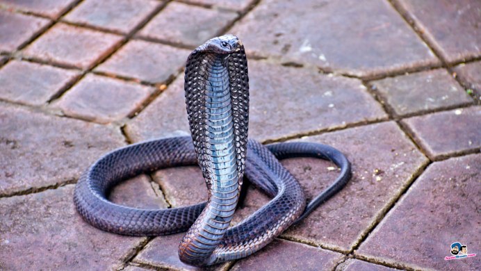 Светящиеся змеи