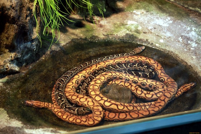 Змею Скарапею