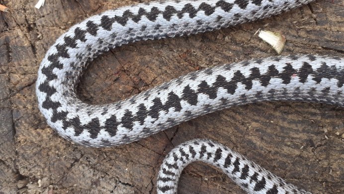 Змея скарабея