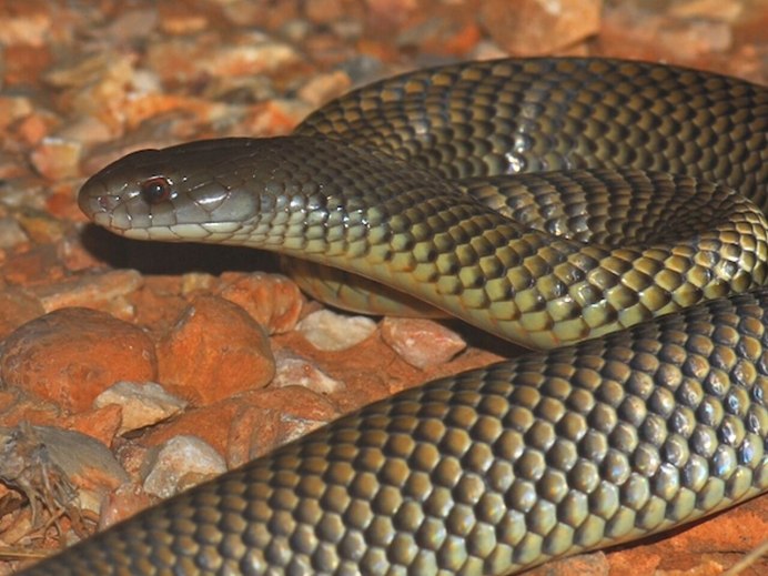 Самая красивая змея