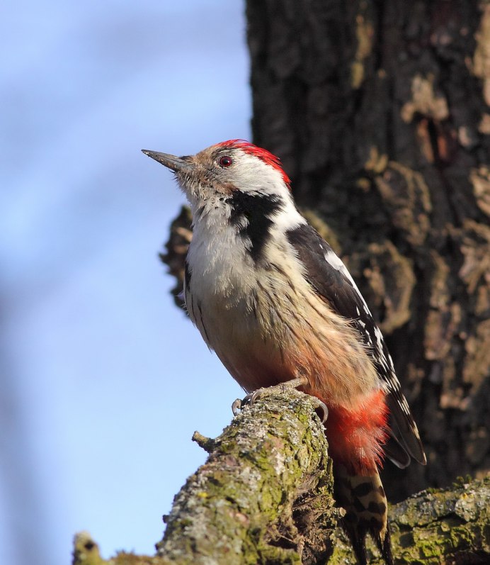 Андский дятел