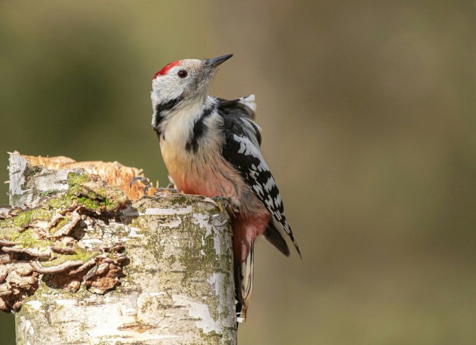 Дятел красноголовик