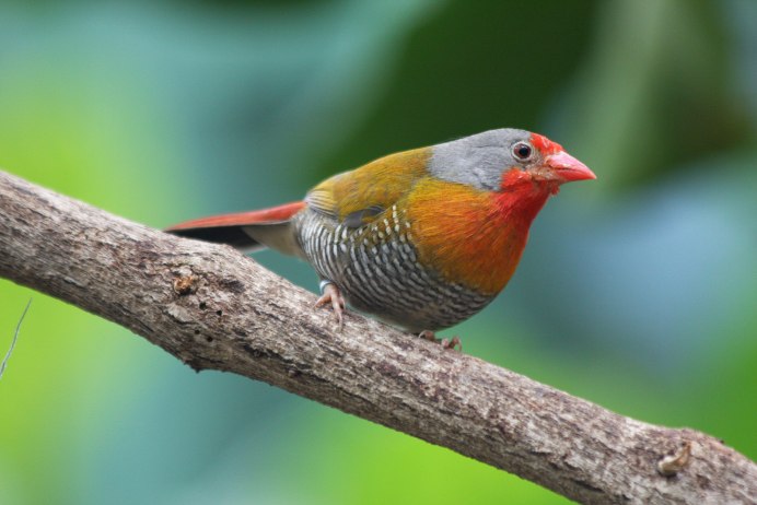 Европейский средний пестрый дятел