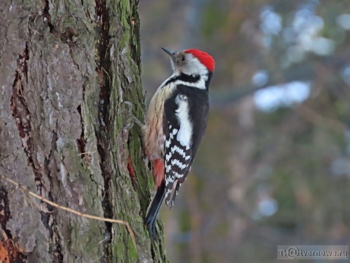Сибирская чечевица