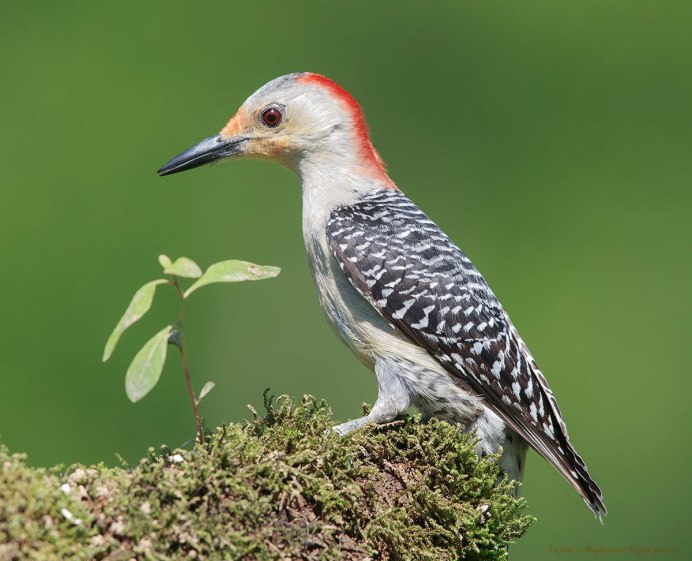 Чечетка зеленушка Дрозд
