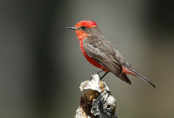 Лесные птицы