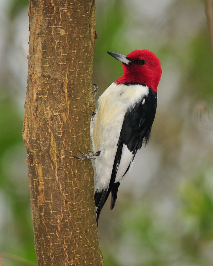 Малиновый Зяблик