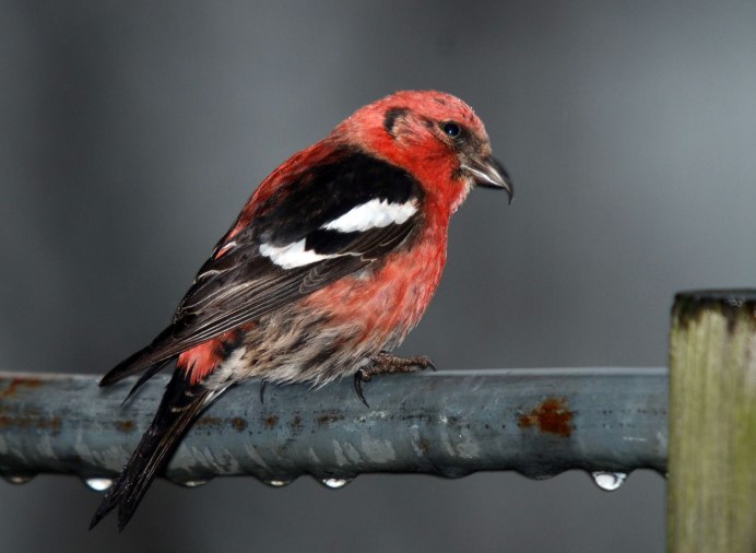 Белошапочная горихвостка