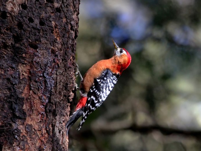 Серая птичка с красной головой