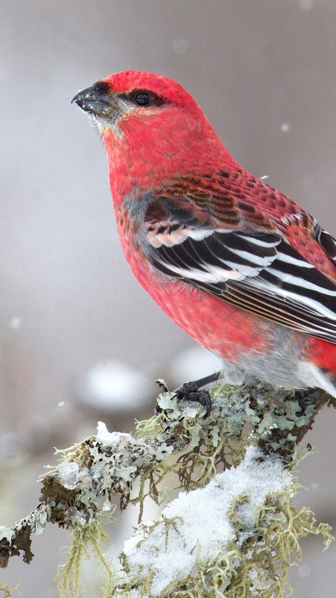 Лесные птицы чечетки