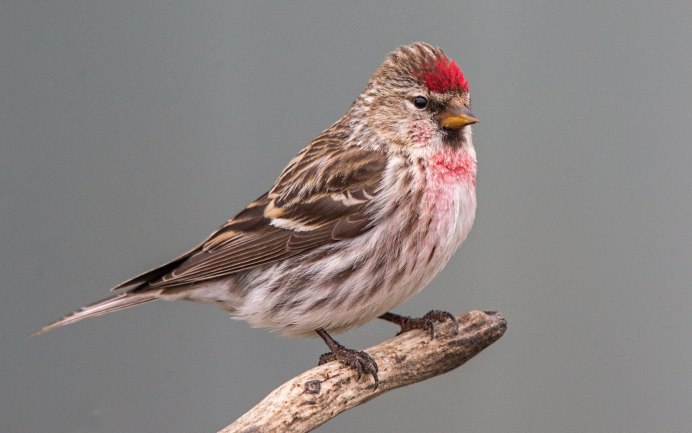 Маленькие птички с красным клювом