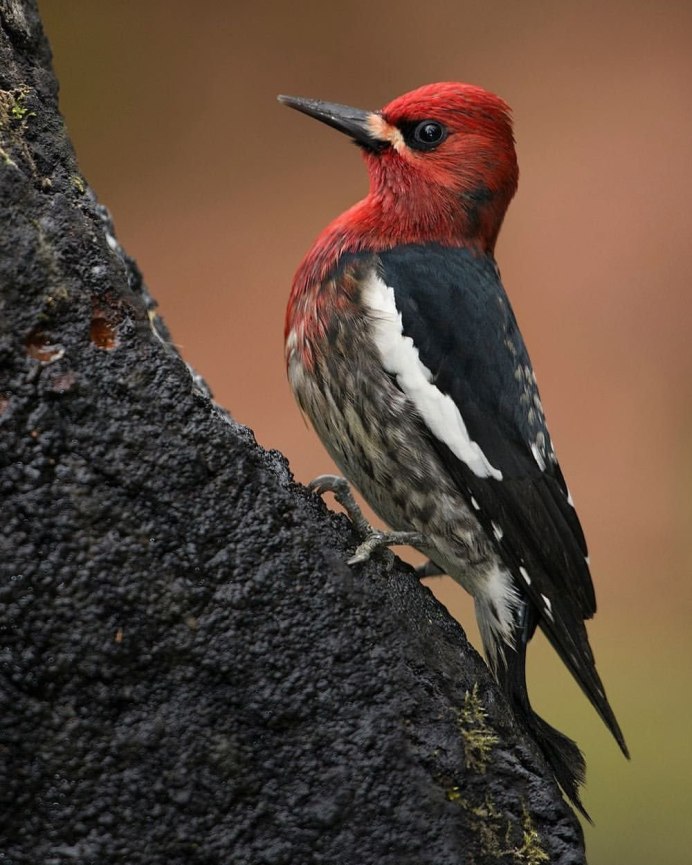 Крупные птицы Подмосковья