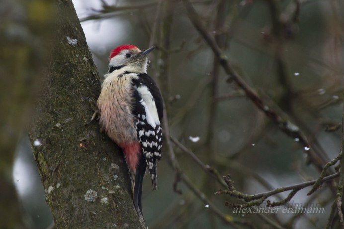 Обыкновенная чечетка