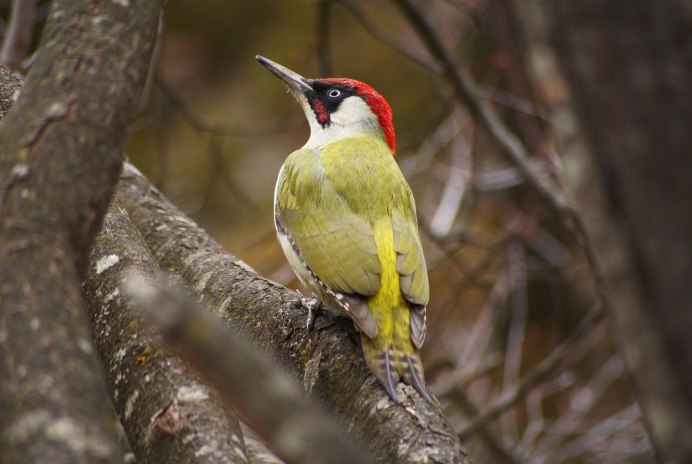 Клест голос