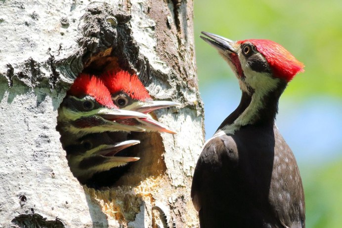 Сибирская чечевица Carpodacus roseus