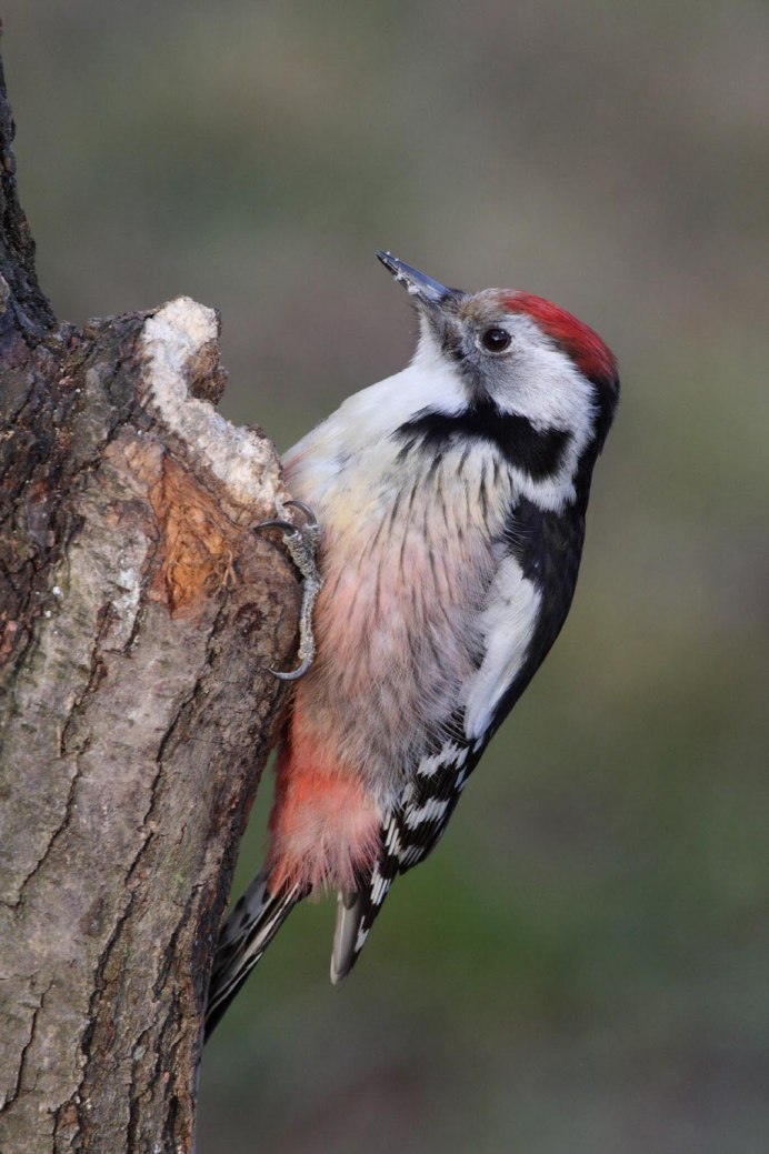 Средний пестрый дятел фото