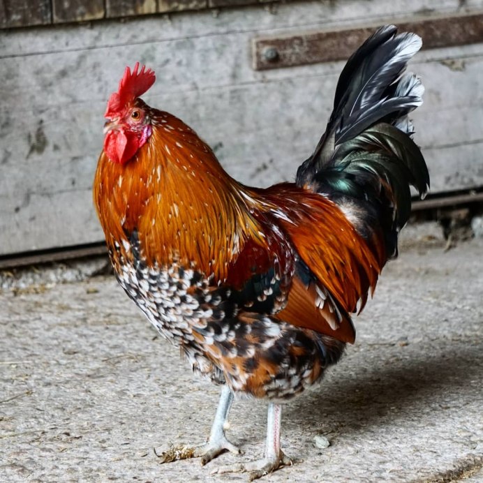 Bantam петух карликовый