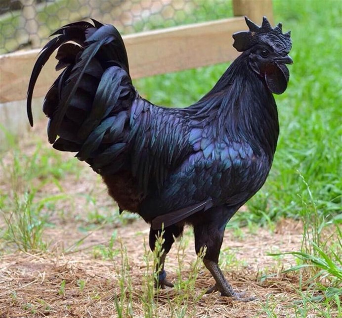 Куры породы Феникс