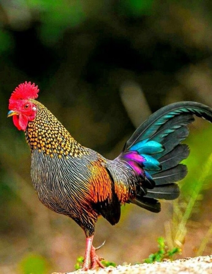 Кучинская Брама