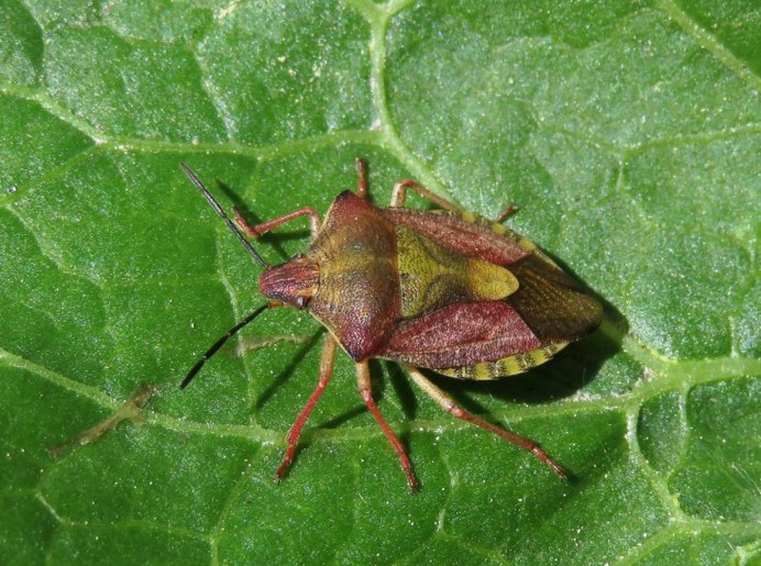 Клоп Земляной щитник Cydnidae