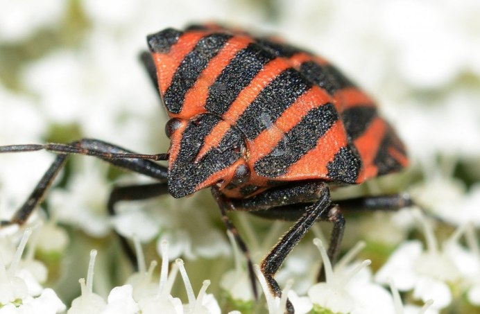 Kleidocerys resedae