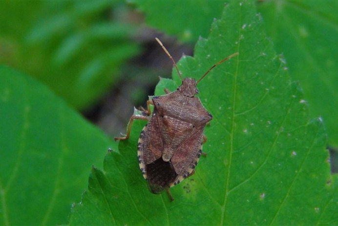 Клоп Земляной щитник Cydnidae