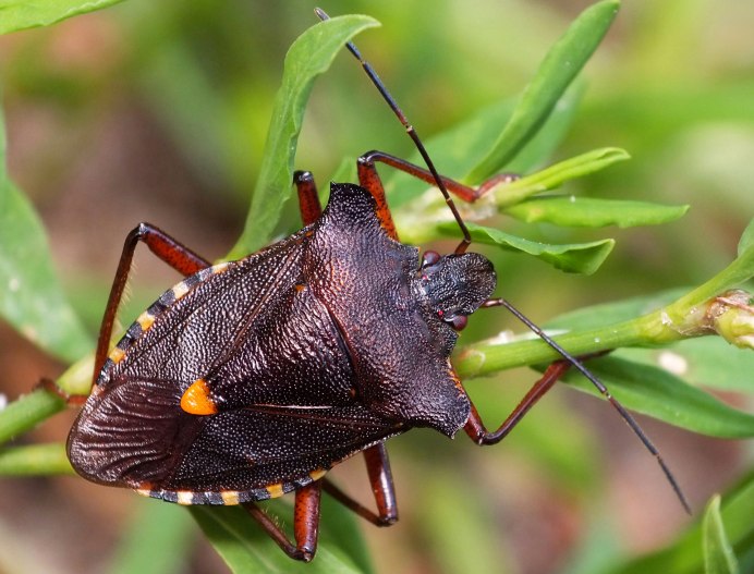 Gonocerus acuteangulatus