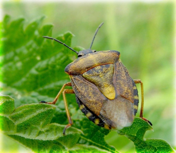 Клоп-солдатик Pyrrhocoris