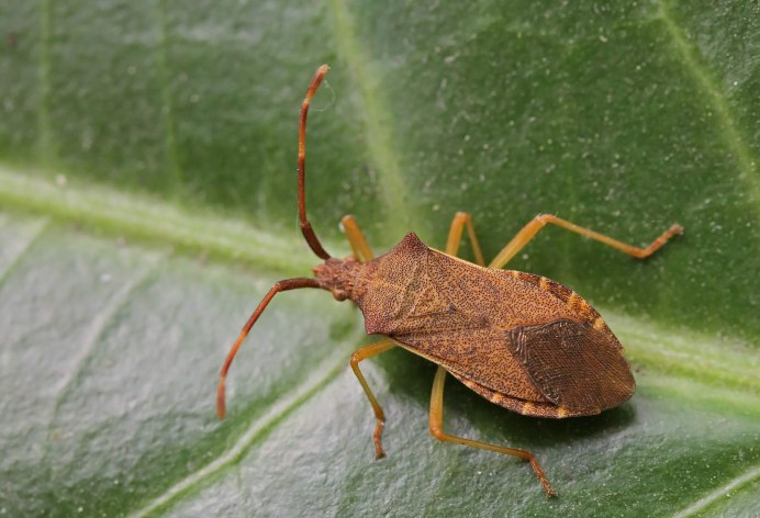 Dolycoris penicillatus