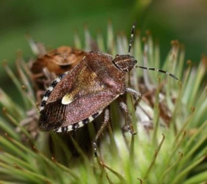 Kleidocerys resedae