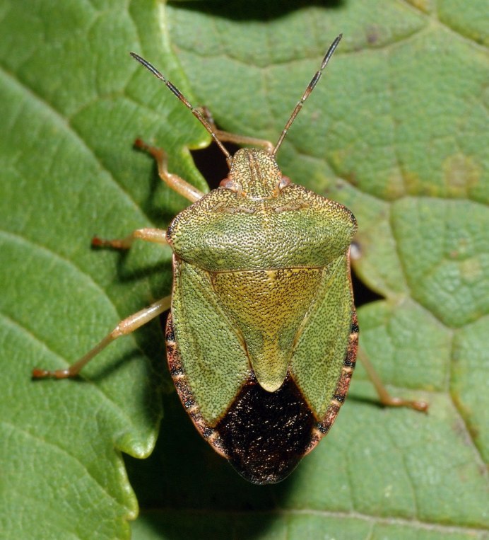 Chlorochroa juniperina