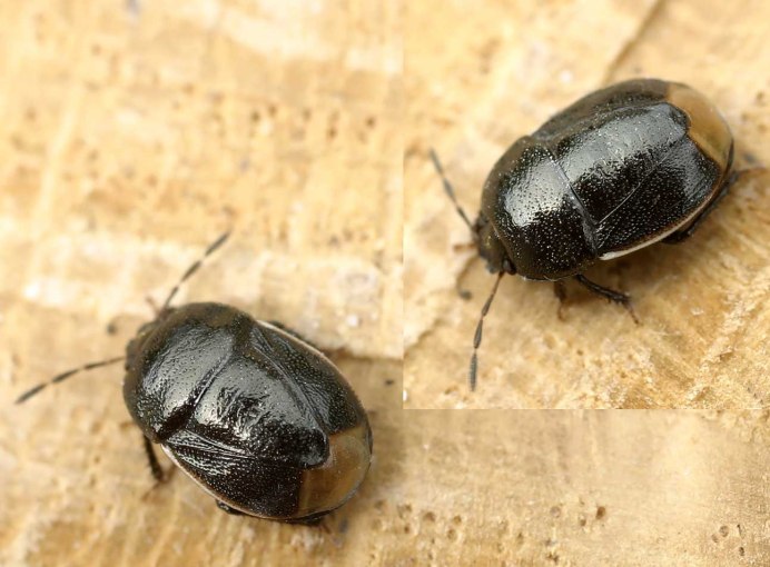 Melanocoryphus albomaculatus вид