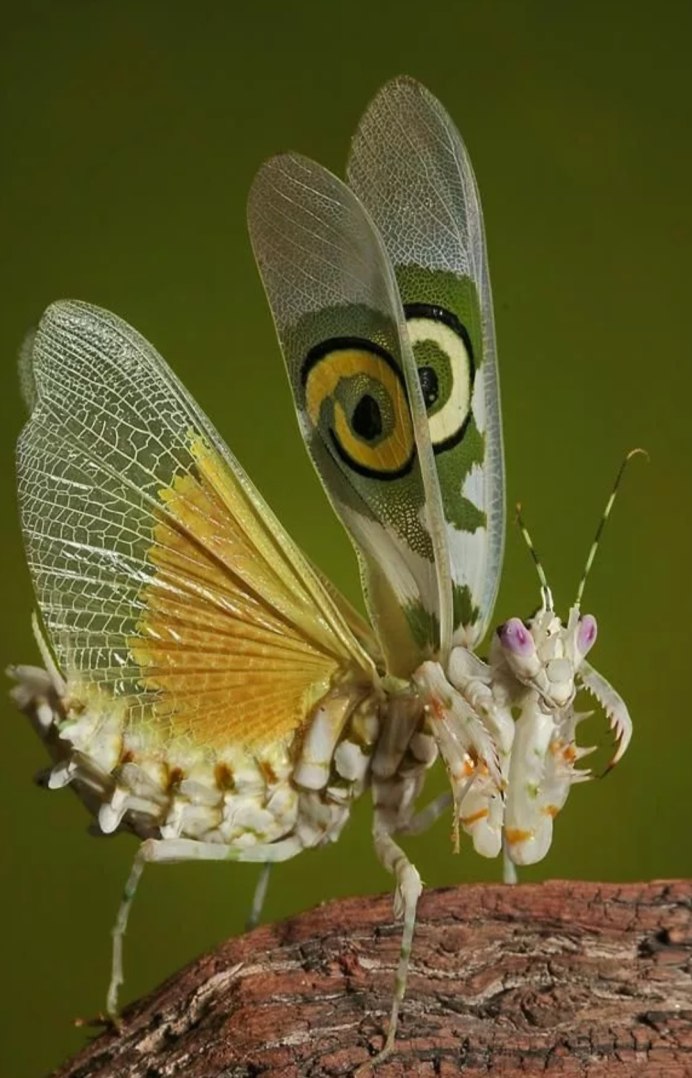 Насекомое похожее на фею