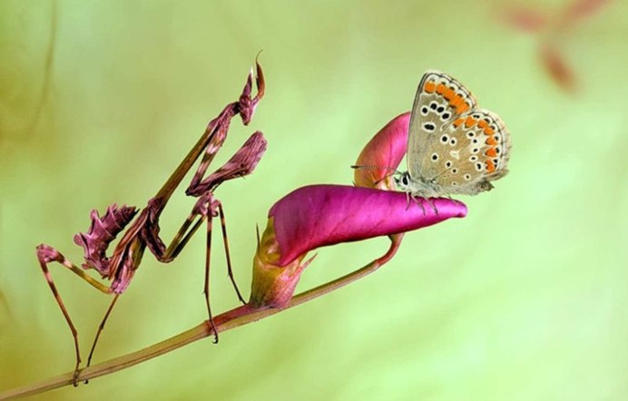 Богомол Pseudocreobotra wahlbergii
