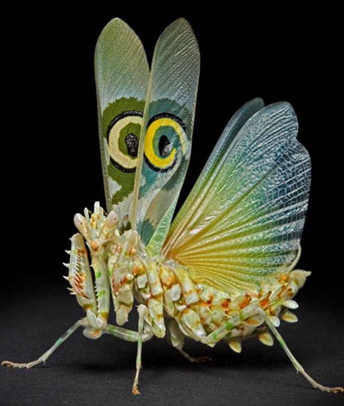 Богомол чертополоховый