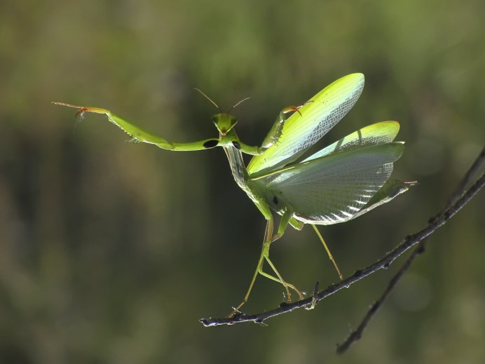 Закавказский древесный богомол