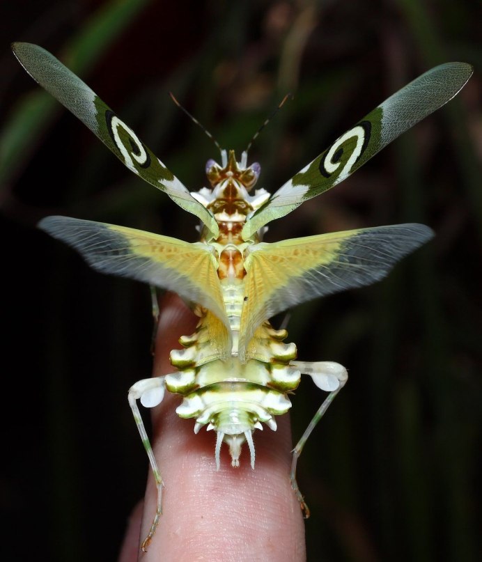 Желтый богомол